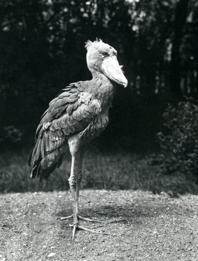 A Shoebill or Whale-headed Stork at London Zoo, June 1914 by Frederick William Bond